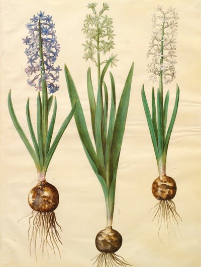 Hyacinthoides orientalis simp et pl by Johannes Simon Holtzbecher